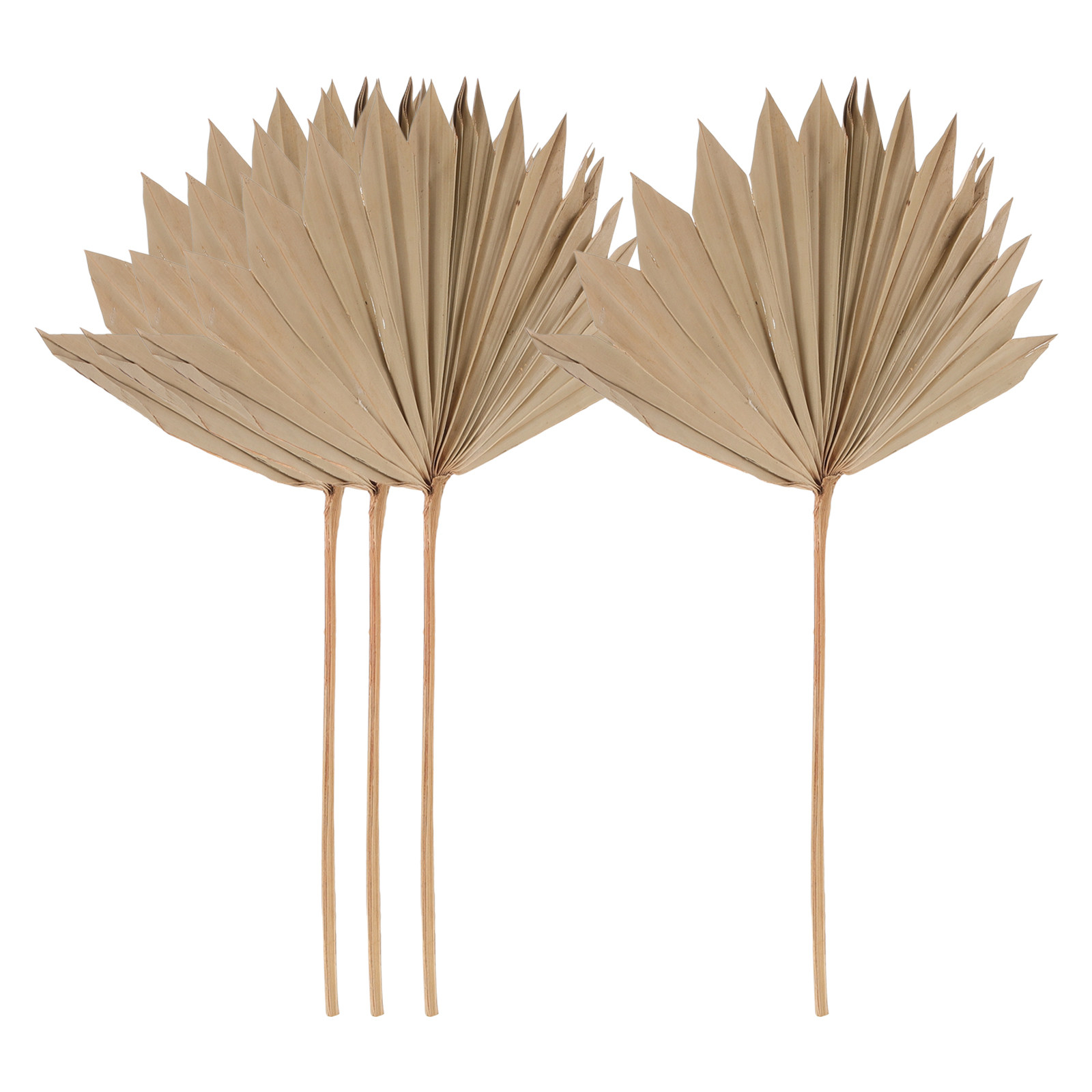 Palm Leaf Dried - 4 шт. декоративных сухих пальмовых листьев,