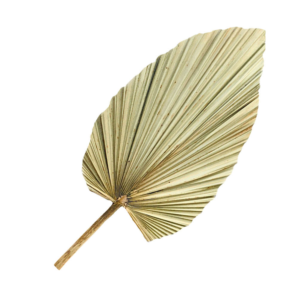 1 шт. Натуральный сушёный паль – обзор и цена Palm Leaf Dried
