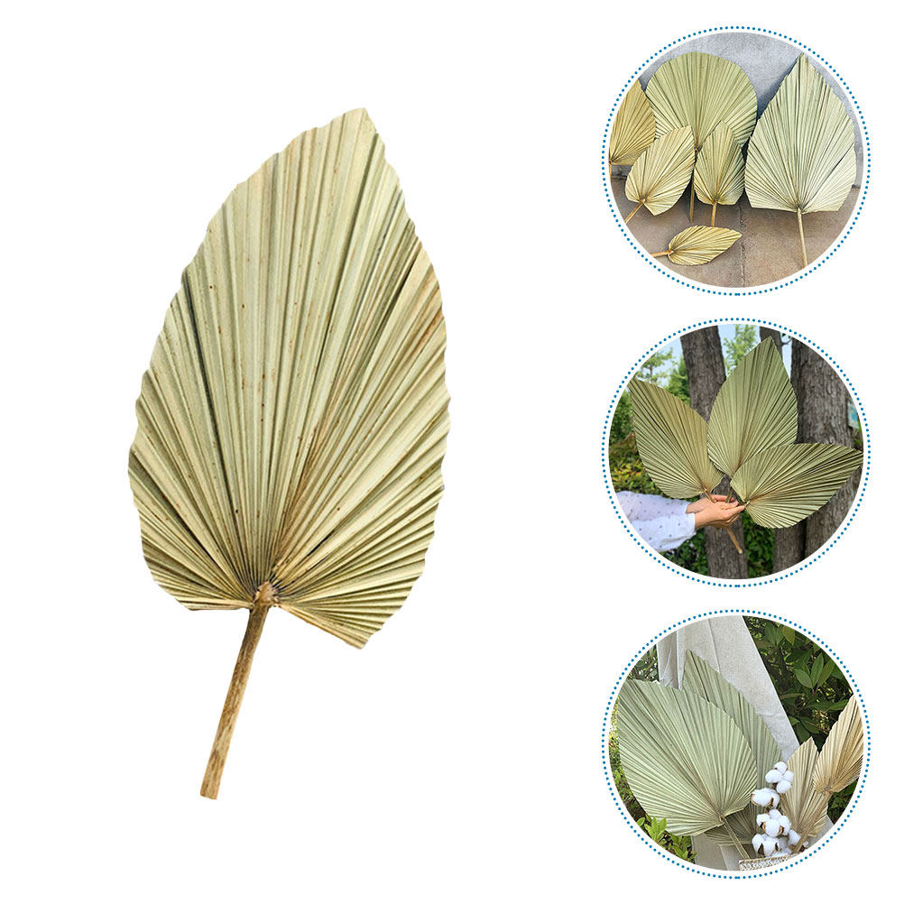 1 шт. Натуральный сушёный паль – обзор и цена Palm Leaf Dried