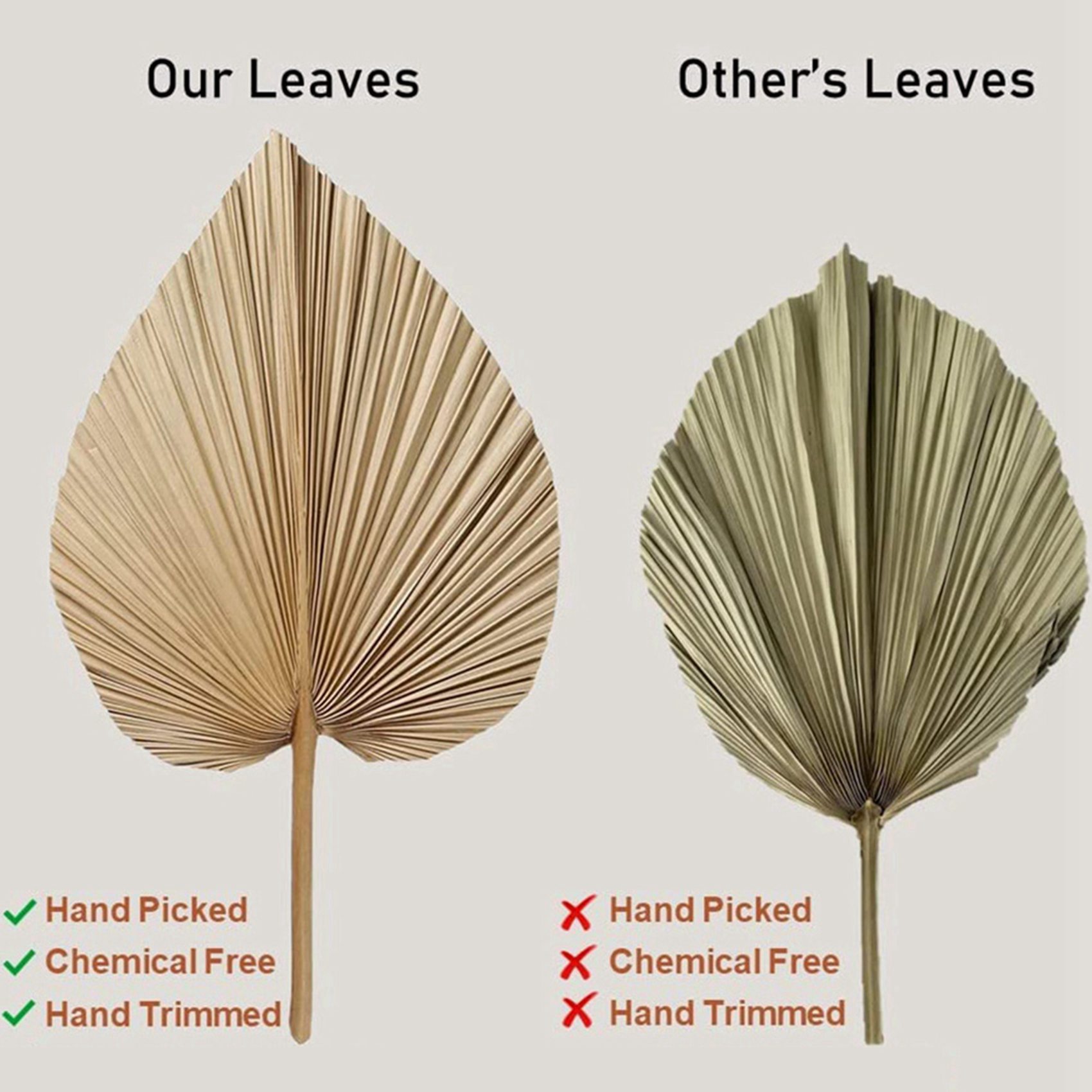 8 штук натуральных сушеных пал – обзор и цена Palm Leaf Dried