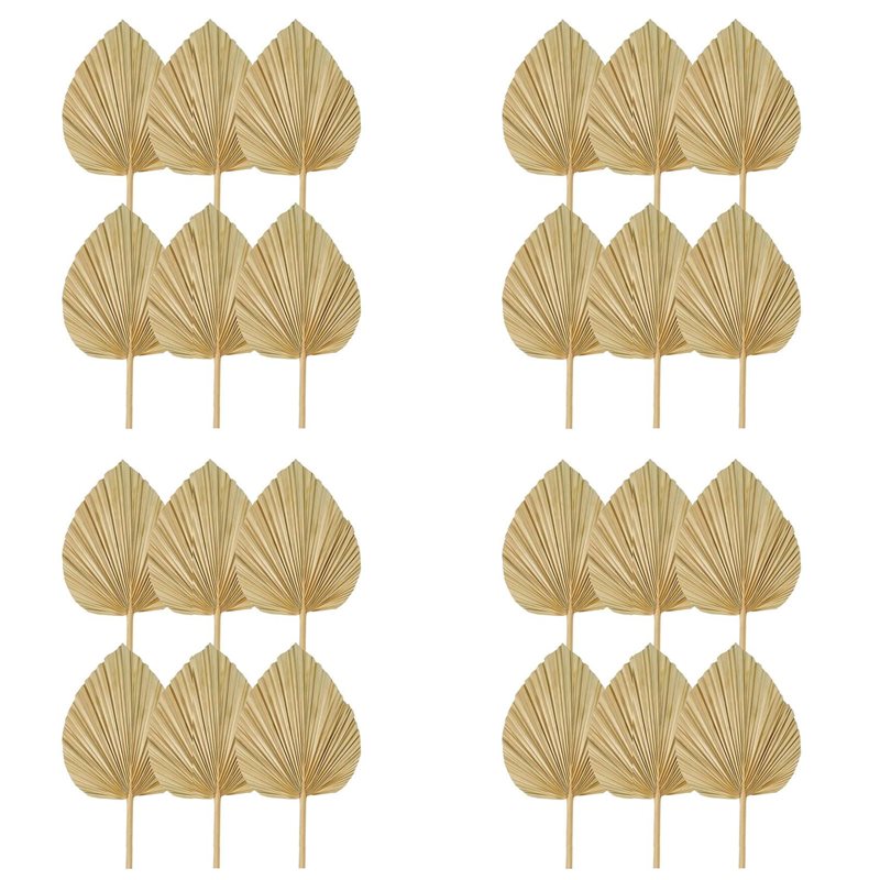 【РАЖДЕСТВА】24 шт. сушеных паль – обзор и цена Palm Leaf Dried