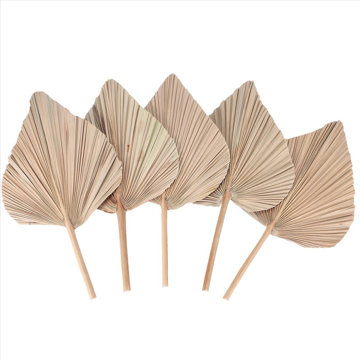 Сушеные пальмовые листья NOCM  – обзор и цена Palm Leaf Dried