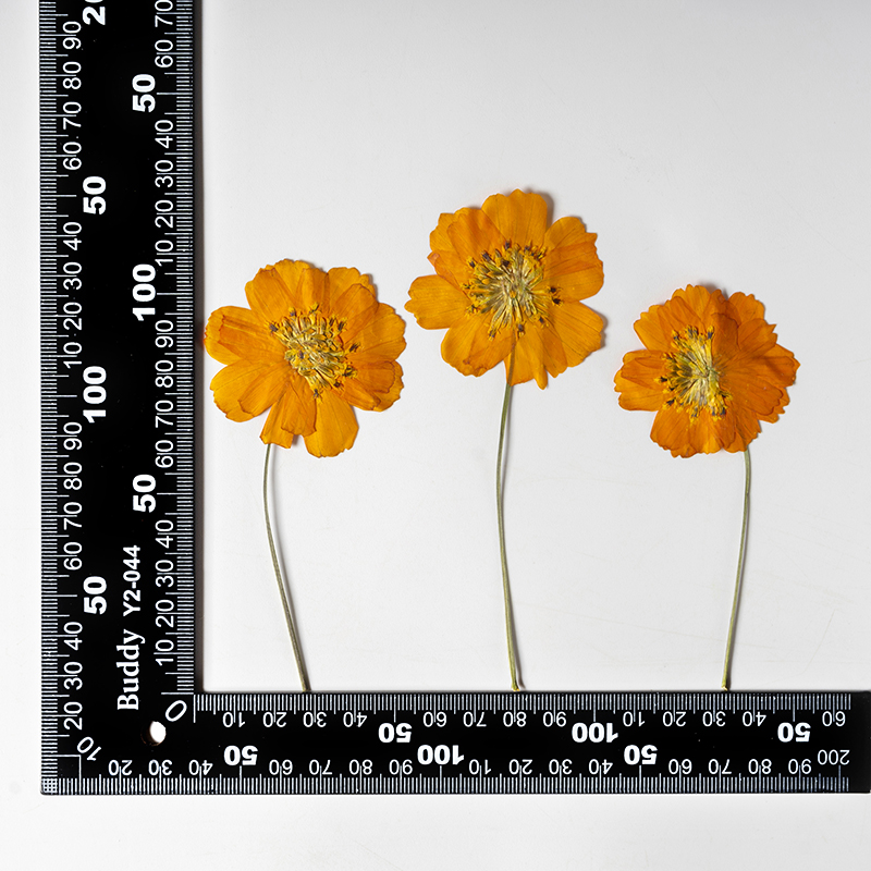8-10 см/24 шт., Натуральные пр – обзор и цена Supply For Florist