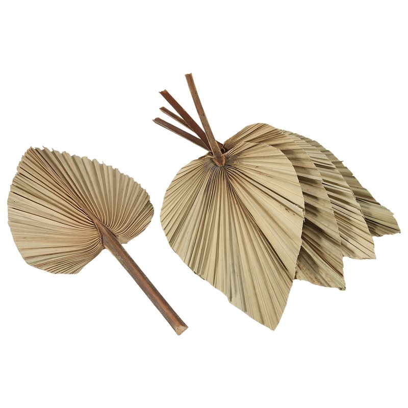 Набор из 5 натуральных сушеных – обзор и цена Palm Leaf Dried