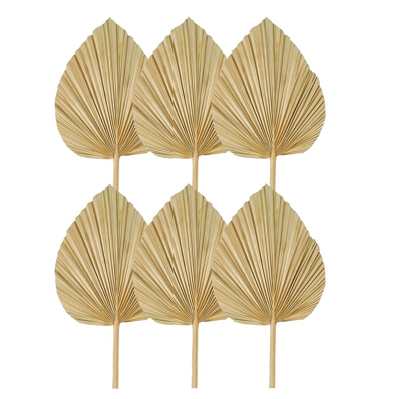 Новые 6 шт. сушеные пальмовые  – обзор и цена Palm Leaf Dried
