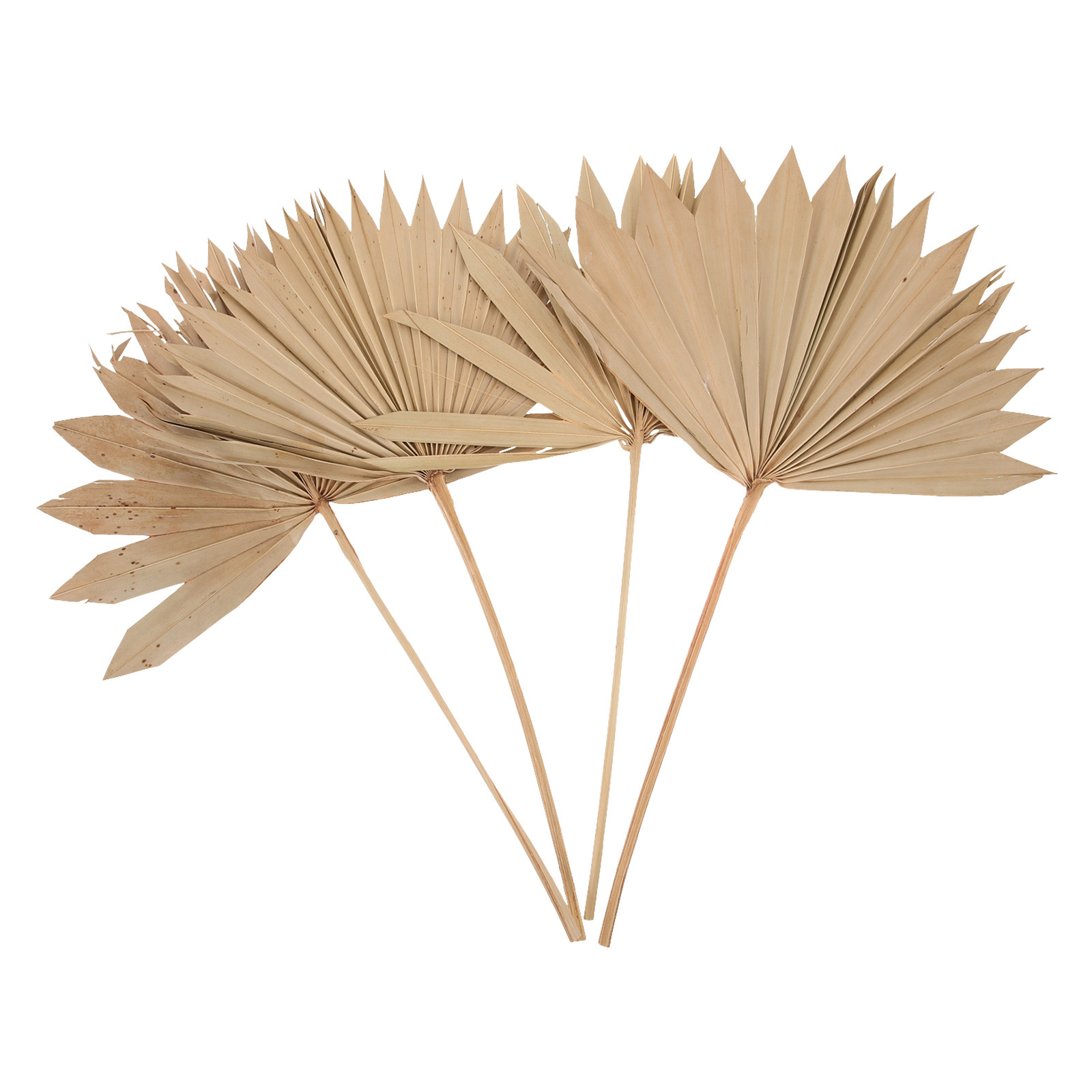 4 шт. декоративных сухих пальм – обзор и цена Palm Leaf Dried