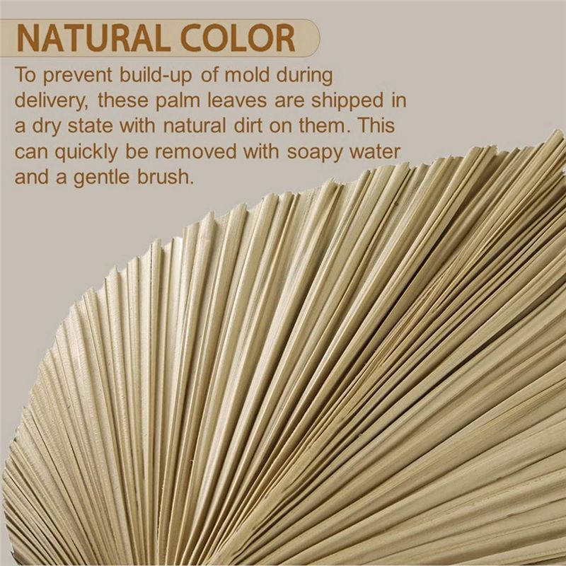Натуральные сушеные пальмовые  – обзор и цена Palm Leaf Dried