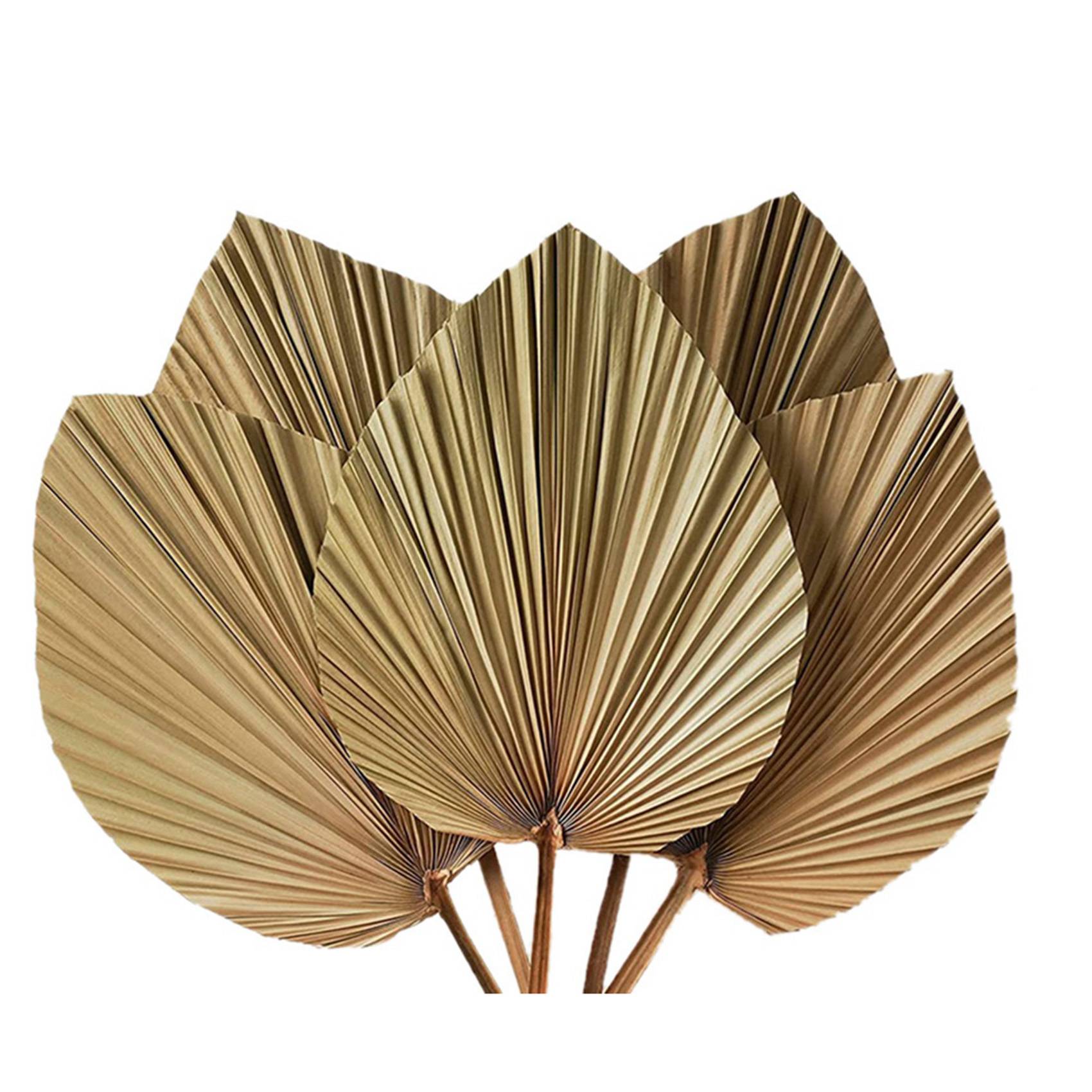 Сушеные пальмовые листья для д – обзор и цена Palm Leaf Dried